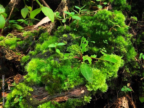 Moss on stump in the forest. with moss in the forest. green moss coniferous tree forest park wood root bark