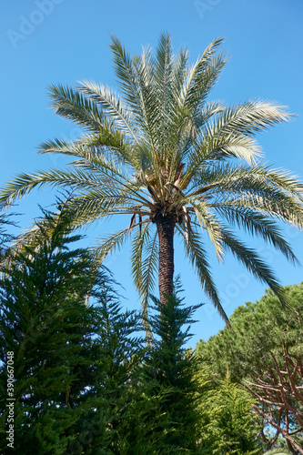 Palme vor blauem Himmel