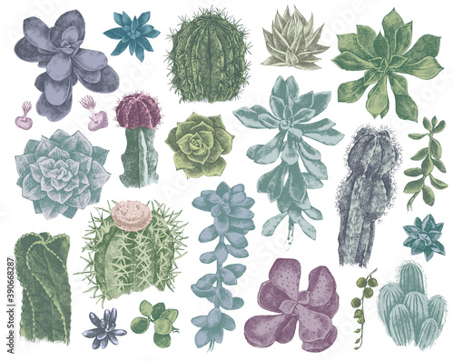 Hand drawn cactuses and succulents collection