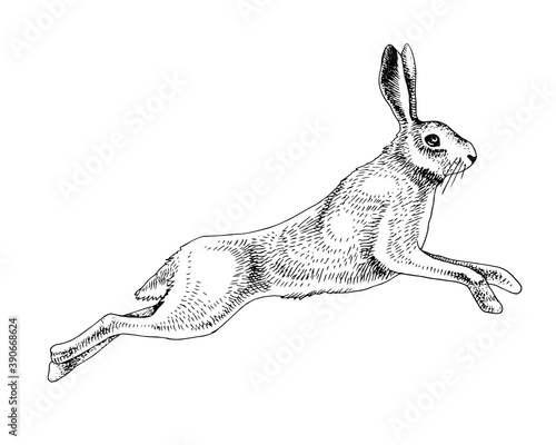Valokuvatapetti Hand drawn hare
