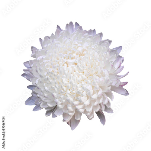 Macro photo white сhrysanthemum flower on white isolated background.