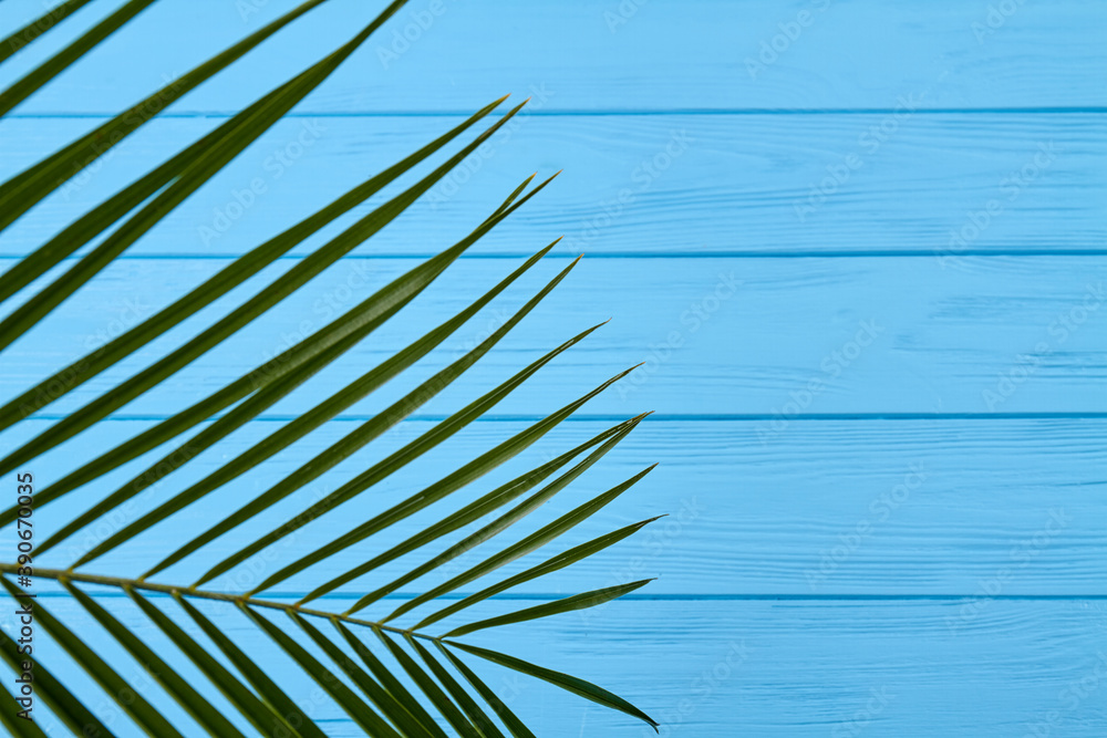 Fototapeta premium Close-up green branch. Blue turquoise wooden desk.
