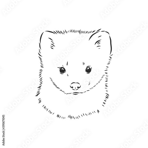 Sable or Martes zibellina, illustration of Sable. sable animal vector sketch illustration