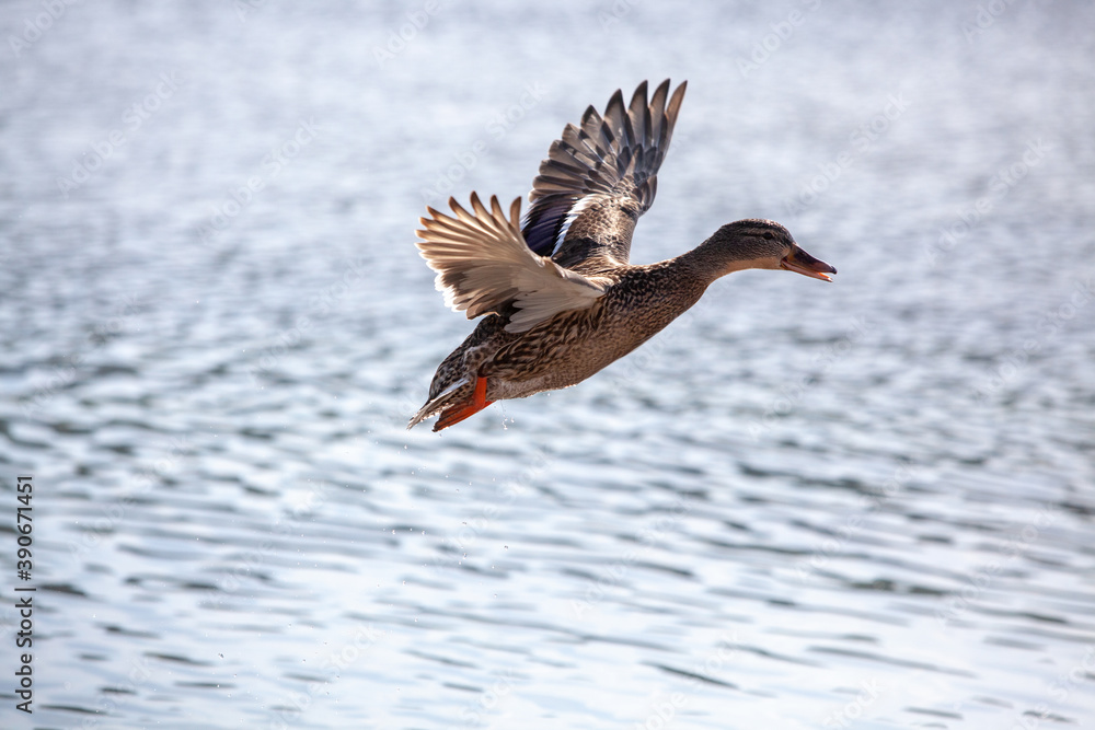 Wild ducks on an open water reservoir on a winter day.