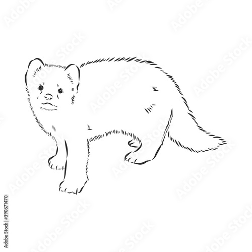 Sable or Martes zibellina, illustration of Sable. sable animal vector sketch illustration