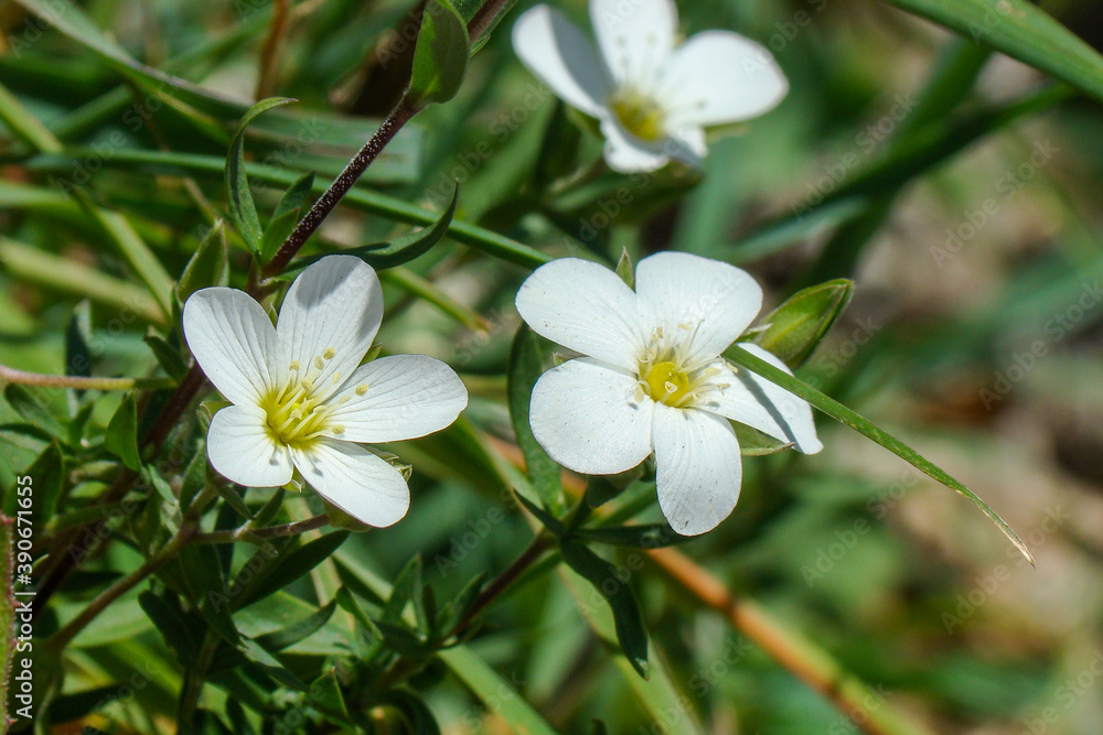Mountain Sandwort (Arenaria montana)