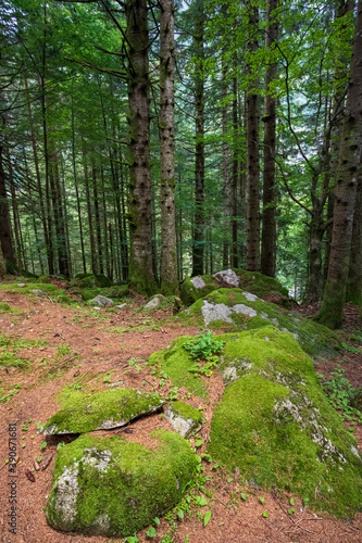 Bosco in val Masino, Lombardia