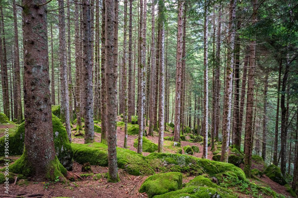 Obraz premium Bosco in val Masino, Lombardia