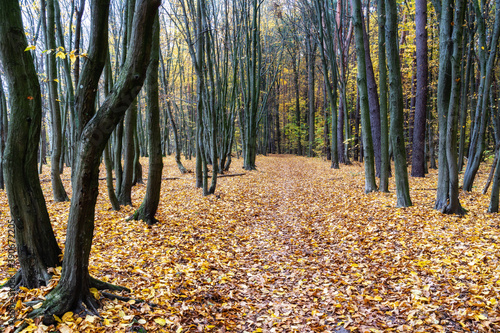 Fototapeta Naklejka Na Ścianę i Meble -  Jesienne krajobrazy Podlasia, Polska