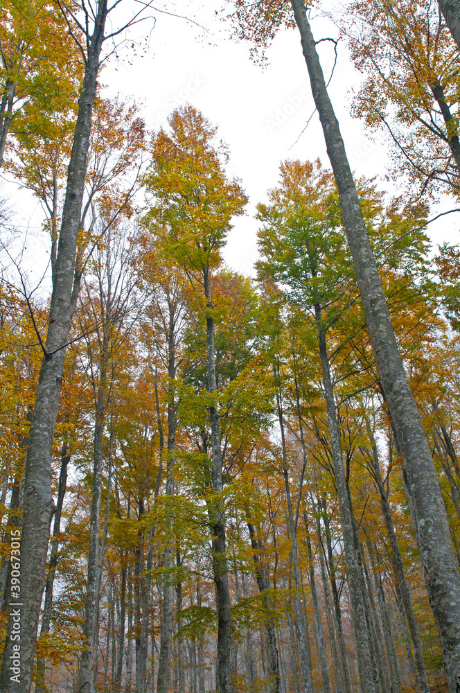 Fototapeta premium Beech forest (Fagus sylvatica) at Monte Amiata, Tuscany, Italy, in autumn.