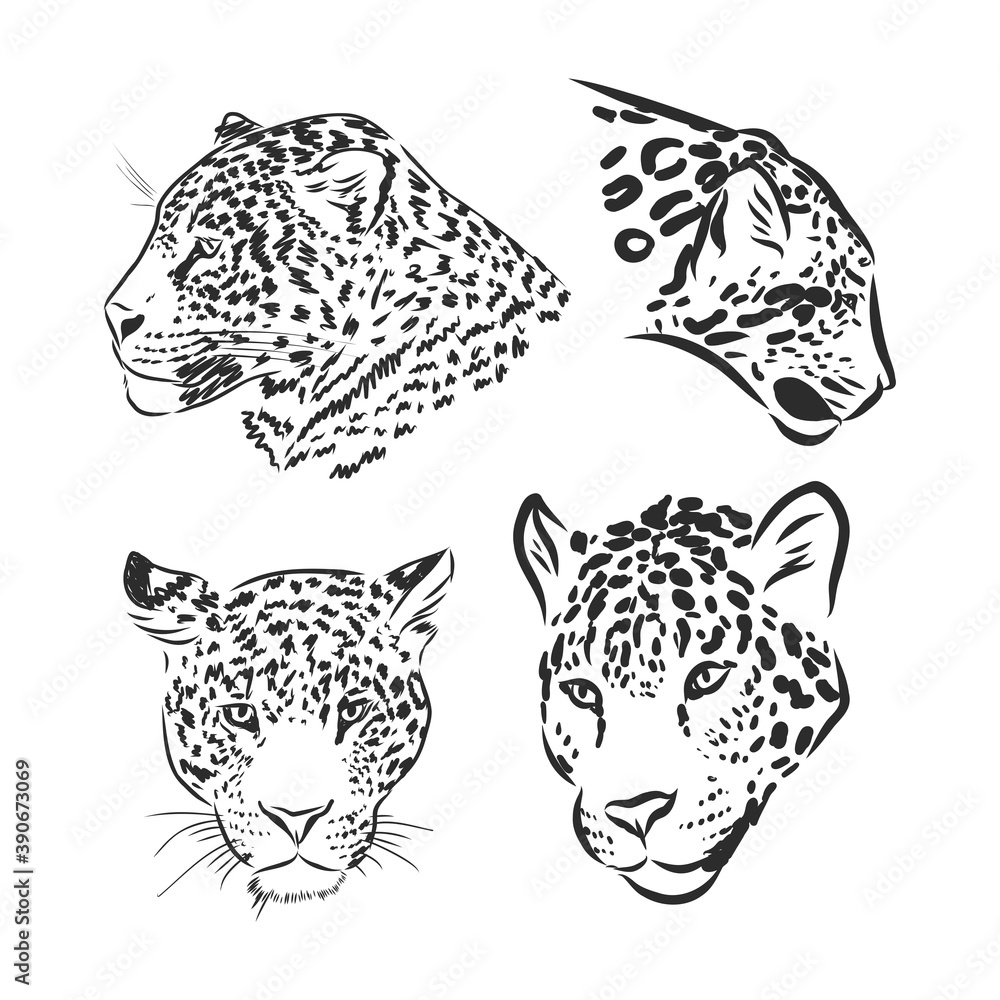 Obraz premium Black and white vector sketch of walks Jaguar. Jaguar animal vector sketch illustration
