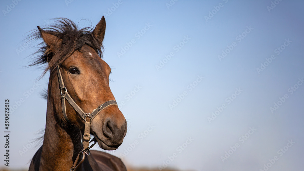 head of a beautiful brown horse against the sky, copy space head of a beautiful brown horse against the sky, copy space