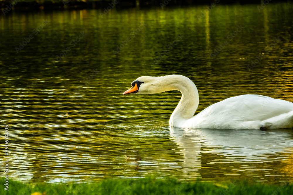 Cygne peu farouche photographié en pleine nature au domaine provincial d'Hélécine Cygne peu farouche photographié en pleine nature au domaine provincial d'Hélécine