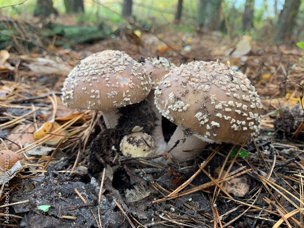 Toadstool mushroom in the autumn deciduous forest. Dangerous mushrooms among the leaves in the park. Concept: poisonous mushrooms, poison Toadstool mushroom in the autumn deciduous forest. Dangerous mushrooms among the leaves in the park. Concept: poisonous mushrooms, poison
