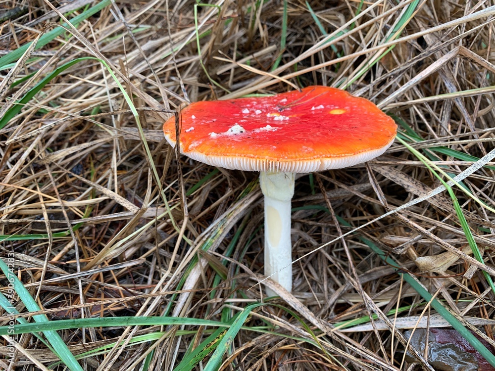 Toadstool mushroom in the autumn deciduous forest. Dangerous mushrooms among the leaves in the park. Concept: poisonous mushrooms, poison Toadstool mushroom in the autumn deciduous forest. Dangerous mushrooms among the leaves in the park. Concept: poisonous mushrooms, poison