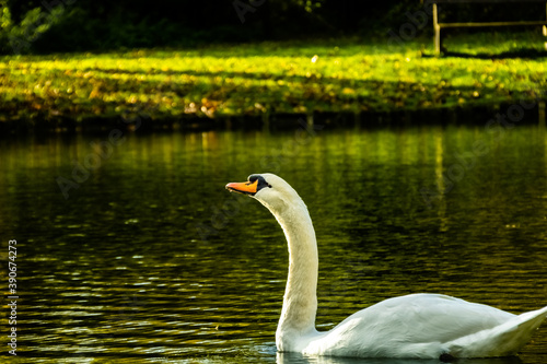 Cygne peu farouche photographi   en pleine nature au domaine provincial d H  l  cine