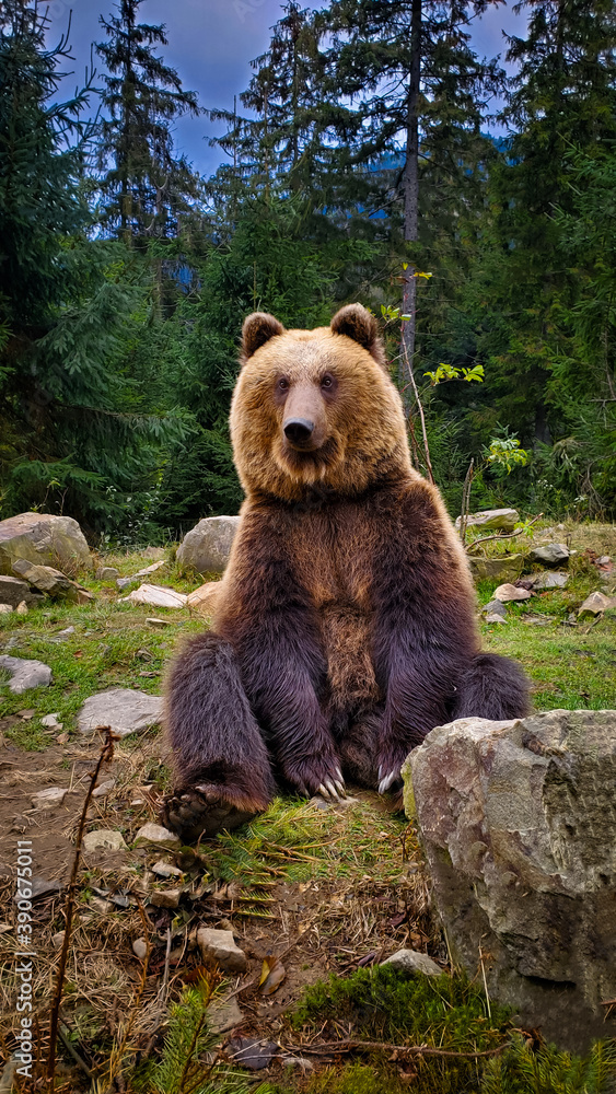 a big brown bear sits like a man and looks somewhere in the distance