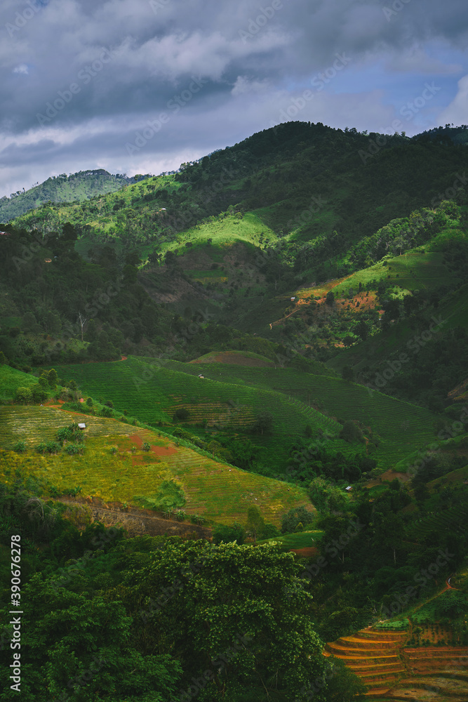 Tea plantation at Doi Mae Salong, Chiang Rai, Thailand.