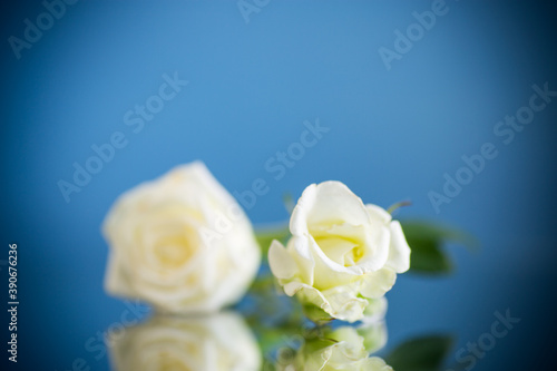 white beautiful rose on a blue background