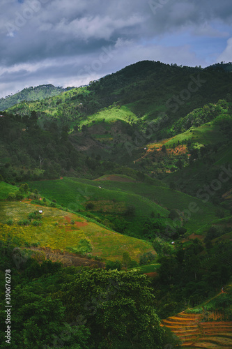 Obraz na płótnie Tea plantation at Doi Mae Salong, Chiang Rai, Thailand. w salonie