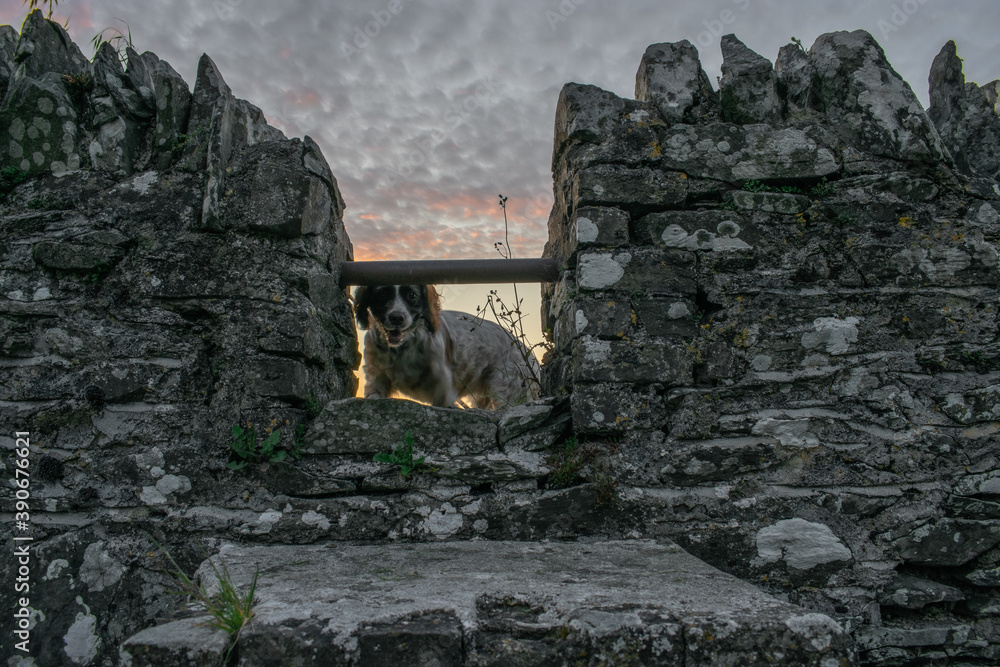 Springer Spaniel Dog at Ancient Celtic Wall, Ireland