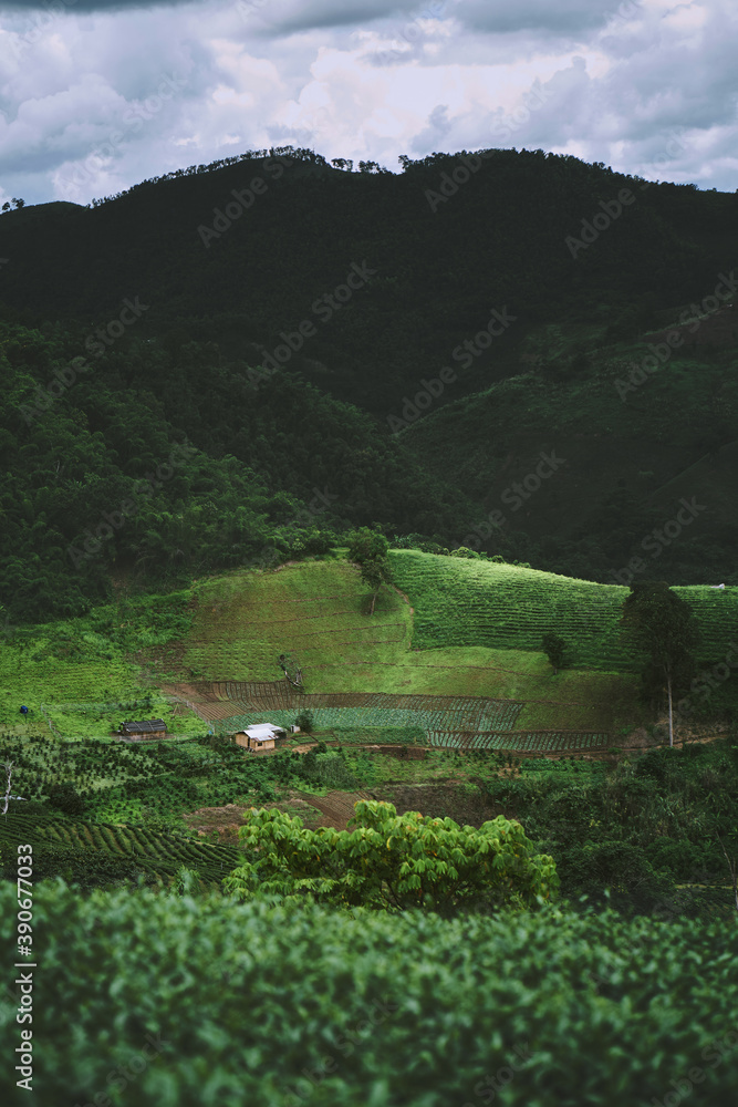 Tea plantation at Doi Mae Salong, Chiang Rai, Thailand.