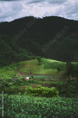 Obraz na płótnie Tea plantation at Doi Mae Salong, Chiang Rai, Thailand. w salonie