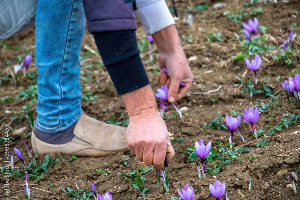 Fototapeta premium Saffron crocus flowers harvest, Delicate purple plant collection in the field