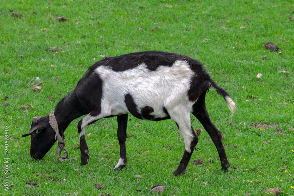 Goat Eating Grass At Abcoude The Netherlands 12-6-2020