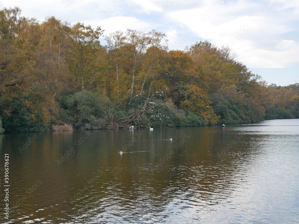 birds on lake birds on lake
