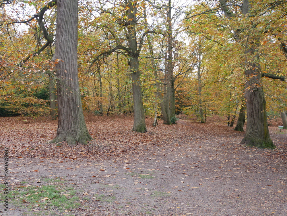 Fototapeta premium Path through the Woods
