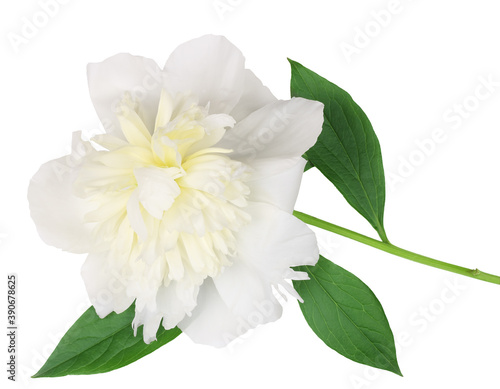 Peony flower isolated on white background