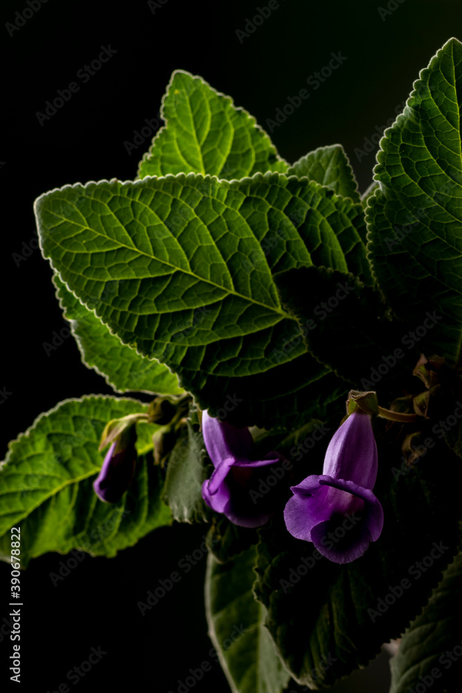 Purple flower with green leafs