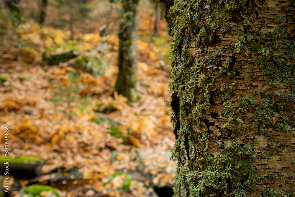 Fototapeta premium Birch forest, Canencia, Madrid, Spain