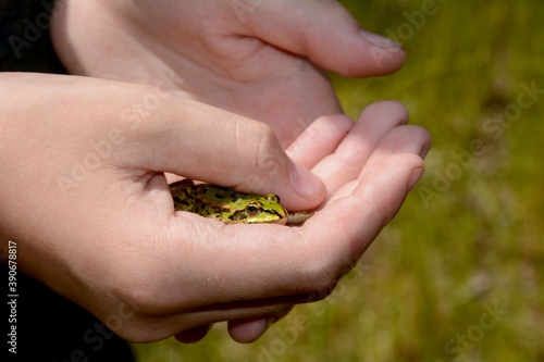 Small green frog in the hands of a human