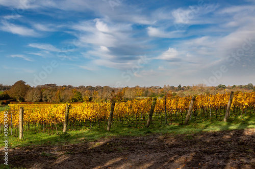 Autumnal Colours in a Sussex Vineyard