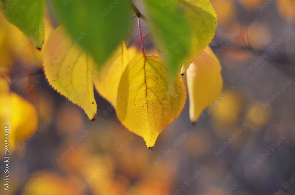 Autumn bright foliage in the park close-up Autumn bright foliage in the park close-up