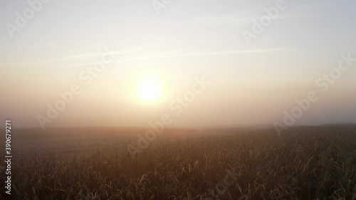 Aerial view of a large wheat field during foggy weather. Drone footage of a wheat filed during sunset