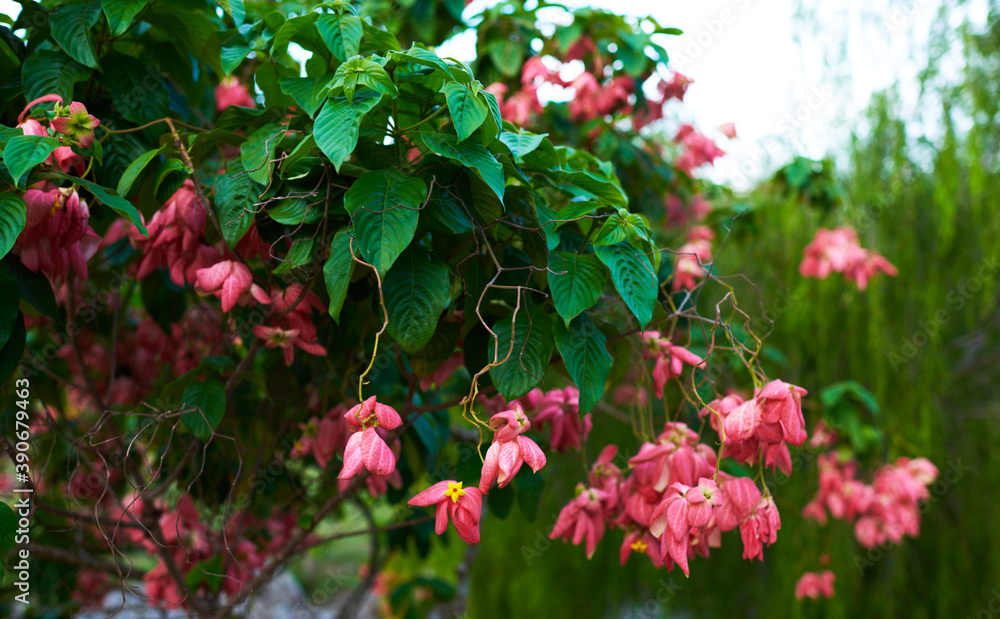 Colorful flowers on foliage nature background. Summer blooming beautiful garden flowers. Spring scenes of blooming flowers in the garden. Colorful flowers on foliage nature background. Summer blooming beautiful garden flowers. Spring scenes of blooming flowers in the garden.