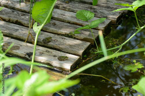 Two green frog s  sits on a wooden plank in the pond