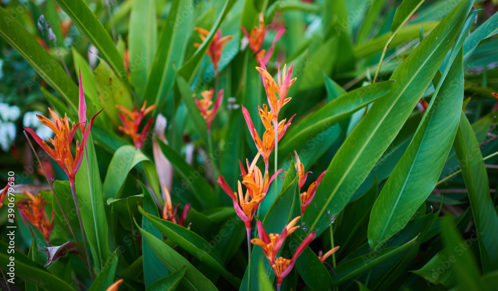 Fototapeta premium Colorful flowers on foliage nature background. Summer blooming beautiful garden flowers. Spring scenes of blooming flowers in the garden.