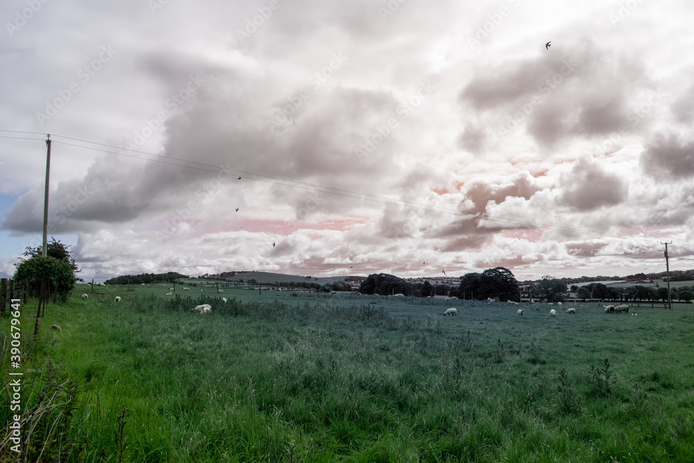 Fototapeta premium sheep in Irish farm at sunset