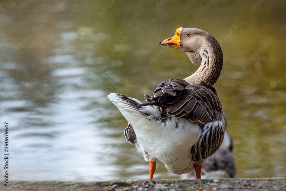 A funny looking domestic swan goose standing by a lake taking care of its feathers. Water reflecting blue sky and green plants in the background. Sunny autumn day at a farm. A funny looking domestic swan goose standing by a lake taking care of its feathers. Water reflecting blue sky and green plants in the background. Sunny autumn day at a farm.