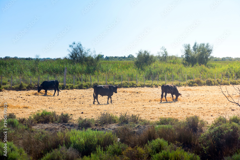Camargue bulls Camargue bulls