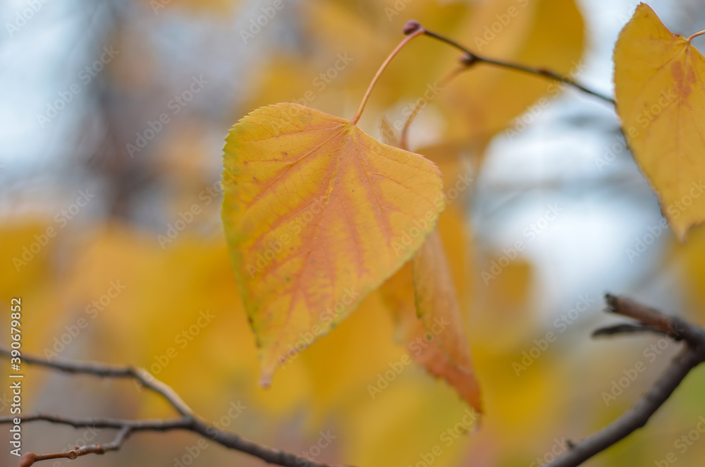 Autumn bright foliage in the park close-up Autumn bright foliage in the park close-up