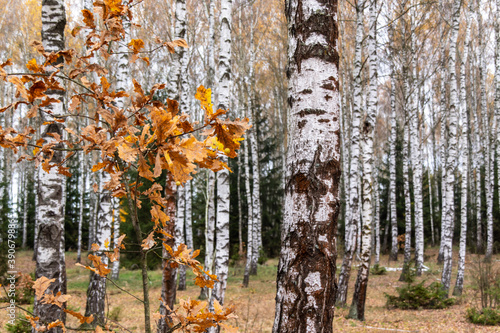 Fototapeta Naklejka Na Ścianę i Meble -  Jesień w brzozowym zagajniku, Podlasie, Polska
