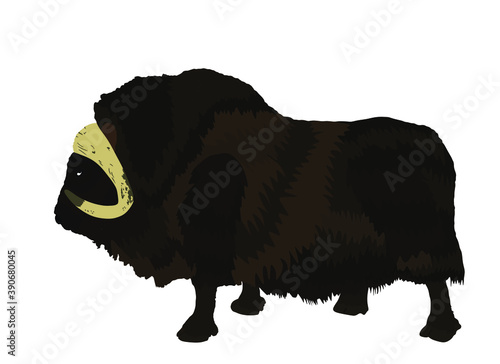 Muskox vector illustration isolated on white background. Musk ox beef. Powerful arctic animal symbol.