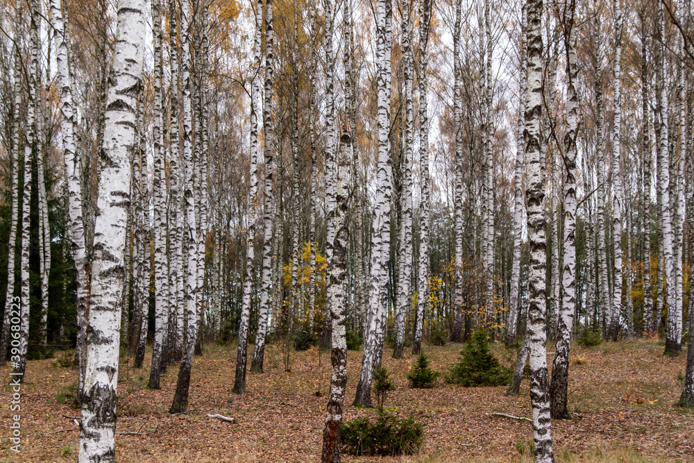 Jesień w brzozowym zagajniku, Podlasie, Polska Jesień w brzozowym zagajniku, Podlasie, Polska
