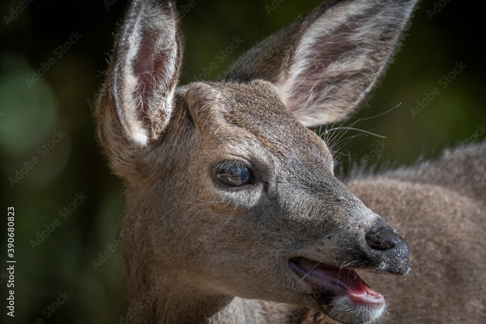 Obraz premium Black Tailed Deer Closeup