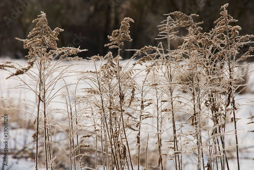 Wallpaper Mural Winter snowy landscape in the Ukrainian village Torontodigital.ca